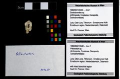 Foto (Objekt + Etikett) von Pithonoton sp.  (NHMW-GEO-1990-0041-3340)
